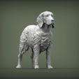 Irish-red-setter2.jpg Irish red setter 3D print model