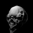 Capture.JPG Alien Birdman Skull