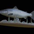 salmo-salar-1-12.png Atlantic salmon / salmo salar / losos obecný fish underwater statue detailed texture for 3d printing