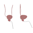 Bladder_-prostate_Diffiuse.png Male Reproductive System Anatomy