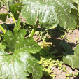 Capture d’écran 2018-04-24 à 14.45.51.png Free STL file Vegetable garden panels by Dagoma・3D printer model to download