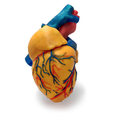 Capture d’écran 2017-06-01 à 11.18.44.png 3 colors Anatomical Heart