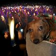 9th-Planet-Doggo-Zippo.jpg Pigro 4 ° Pianeta adiacente battaglia doggo zippo braccio