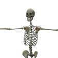 untitled.597.jpeg Complete Human Skeleton - Explore Human Anatomy