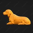 922-Basset_Fauve_de_Bretagne_Pose_08.jpg Basset Fauve de Bretagne Dog 3D Print Model Pose 08