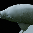 Carp-trophy-statue-44.png fish carp / Cyprinus carpio in motion trophy statue detailed texture for 3d printing