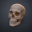 Human_Skull_Render_3Demon.655.jpg Anatomically Correct Human Skull - Homo Sapiens Sapiens