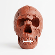 2.png Homo Neanderthalensis Skull 3D Printable Model