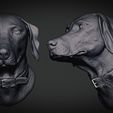 weimaraner-grey-2.jpg Weimaraner Dog Anatomy