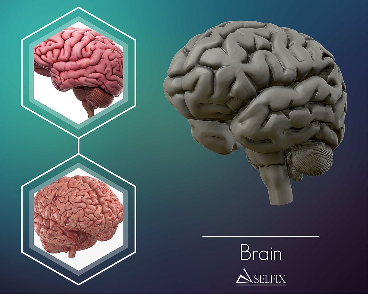Download OBJ file human Brain 3D model Ready to 3D print 3D print model ...