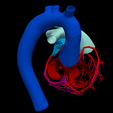 7.png 3D Heart Anatomy with Codominance