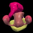 8.jpg 3D Model of Pelvis Organs