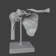 14.png 3D Model of Human Shoulder Joint on Stand