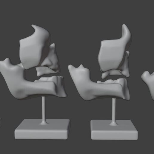 🦷 3D Model of Human Dental Development Anatomy・ STL File for 3D ...