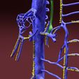 file-24.jpg Venous system thorax abdominal vein labelled 3D model