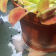 IMG_8730.jpg Plants coasters | stockier | under pot | 40mm - 85mm