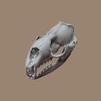 Leopard_skull-(6).jpg Leopard Seal Skull based on CT Scan data by Marco Valenzuela