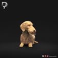 Dachshund-Wire-Haired-Pose-09-Dog-3D-Print-1s.jpeg Dachshund Wire Haired Pose 09