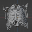 6.png 3D Model of Heart in Thorax