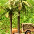 IMG_9978.jpg 1/35 Palm tree #1