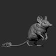 Sand-marsupial-mouse7.jpg Souris marsupiale des sables