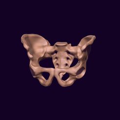 0.jpg Archivo STL pelvis humana imprimible・Plan para descargar y imprimir en 3D