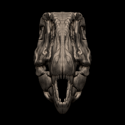 4.png 3D-печатная модель черепа кархародонтозавра