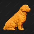 3911-Clumber_Spaniel_Pose_06.jpg Clumber Spaniel Dog 3D Print Model Pose 06
