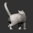 british-shorthair-cat11.jpg british shorthair cat 3D print model