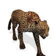UD.jpg DOWNLOAD Cheetah 3d model - animated for blender-fbx-unity-maya-unreal-c4d-3ds max - 3D printing Cheetah - LEOPARD - RAPTOR - PREDATOR - CAT - FELINE