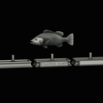 Peacock-Bass-statue-4-3-13.png FISH in motion Peacock bass (Cichla ocellaris) stone base for 3d printing