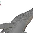 Humpback-Whale-Head-off-the-Water-color-14.jpg Humpback Whale Head off the Water 3D printable model
