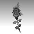 k5.jpg TOURNESOL