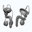 5.png Modelo Anatômico do Sistema Reprodutor Masculino