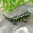 salamander2.jpg Salamander