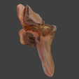 22.png 3D Model Ear Cross Section