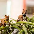 8.jpg PitBull Dog Flexi_Print_In_Place