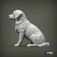 miniature-australian-shepherd2.jpg Miniature australian shepherd 3D print model