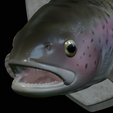Rainbow-trout-solo-model-open-mouth-1-20.png fish head trophy rainbow trout / Oncorhynchus mykiss open mouth statue detailed texture for 3d printing