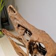 IMG_20210421_003923.jpg Dinosaur skull -  Struthiomimus altus