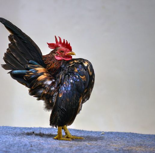 serama cockerel