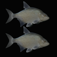 Bream-fish-9.png fish Common bream / Abramis brama solo model detailed texture for 3d printing