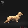 Dachshund-Miniature-Long-Haired-Pose-01-Dog-3D-Print-3s.jpeg Dachshund Miniature Long Haired Pose 01