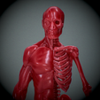 Untitled_Viewport_021.png Human anatomy Human anatomy ready to print Halloween Pumpkin