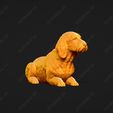927-Basset_Fauve_de_Bretagne_Pose_08.jpg Basset Fauve de Bretagne Dog 3D Print Model Pose 08