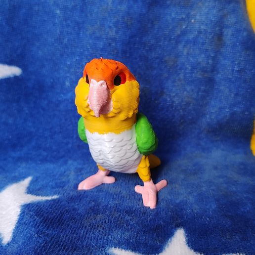 IMG_20240617_155042630.jpg Caique