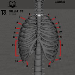2.jpg huesos humano/ human ribs ribs