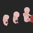 fetal-development-stages-human-embryonic-3d-model-obj-2.jpg Fetal Development Stages - Human Embryonic