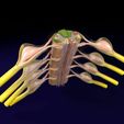 spinal-cord-transverse-section-coverings-label-3d-model-1.jpg Spinal cord transverse section coverings label 3D model