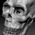 Capture06.png Detailed Human Skull,  PreSupported